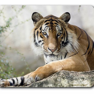 May include: A close-up of a tiger with orange and black stripes, lying on a rock. The tiger has a white chest and a white stripe running down its nose. The tiger's eyes are focused on the camera.