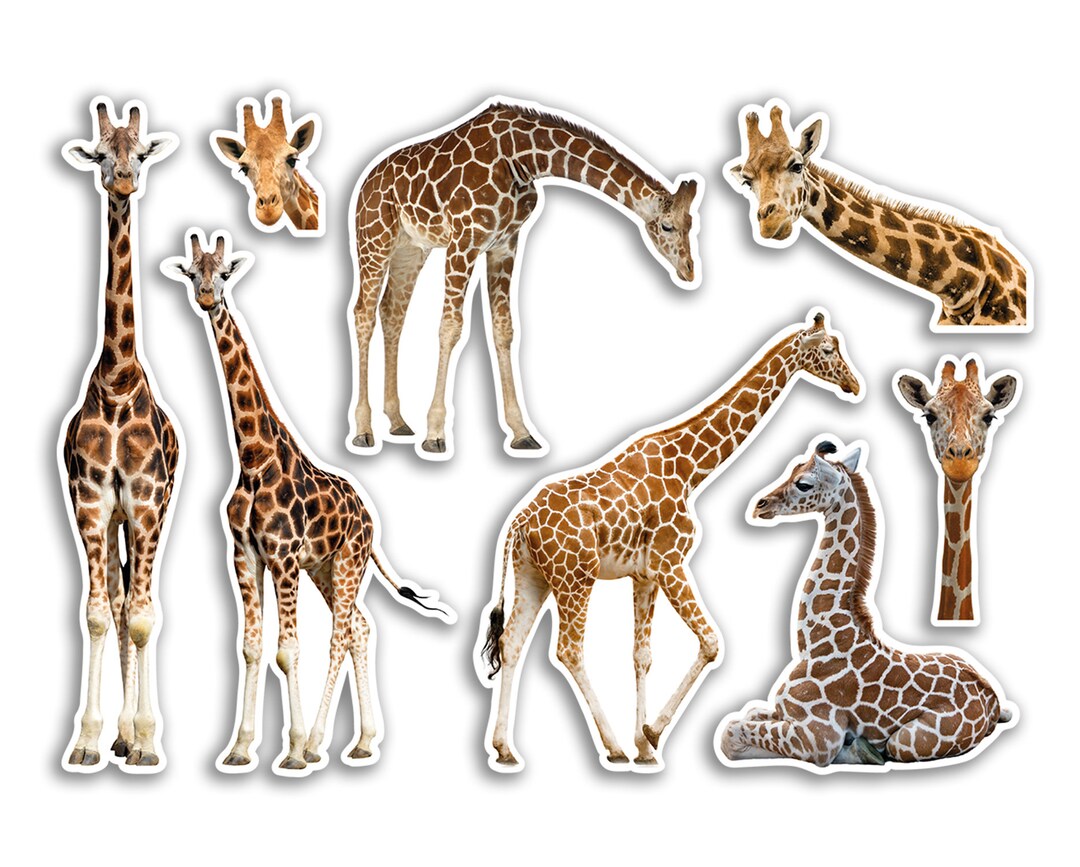 A5 Sticker Sheet Giraffe Vinyl Stickers - Safari Zoo Wild Animals ...