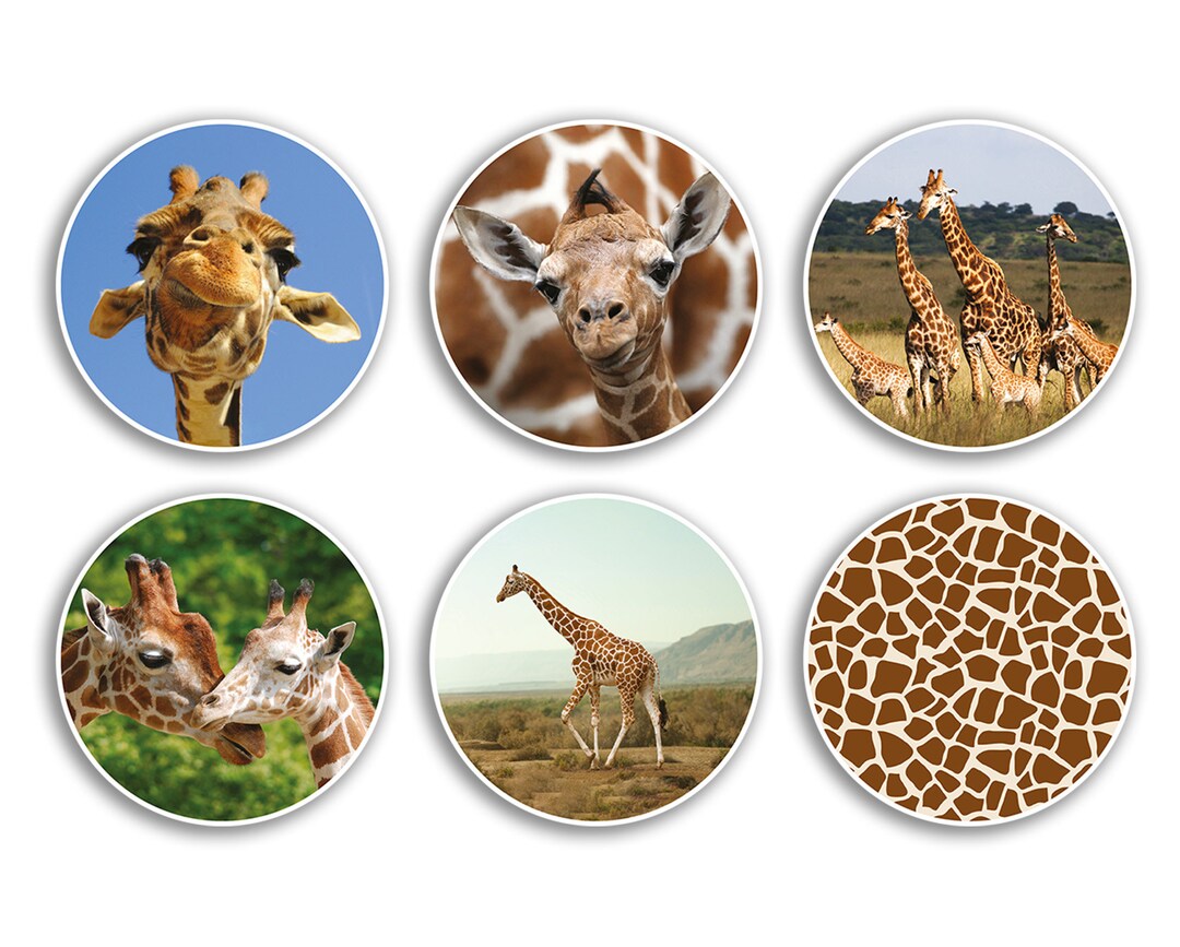 6 X 10cm Giraffe Vinyl Stickers - Animal Nature Zoo Wild Safari Print ...