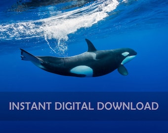Orca Killer Whale Swimming - Instant Digital Download Poster Art