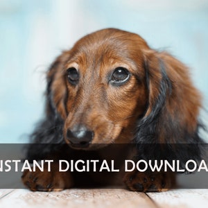 Braun dackel Würstchen Hund - Sofort Digital Download Poster Art