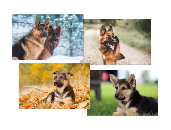 Dog pen for german shepherd online