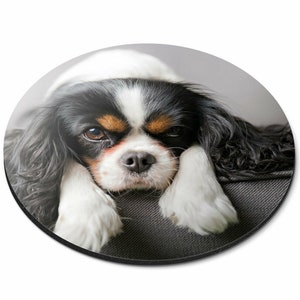 May include: A black, white and brown Cavalier King Charles Spaniel dog with long, flowing hair is lying on a grey sofa with its head resting on its paws. The dog has a serious expression on its face.