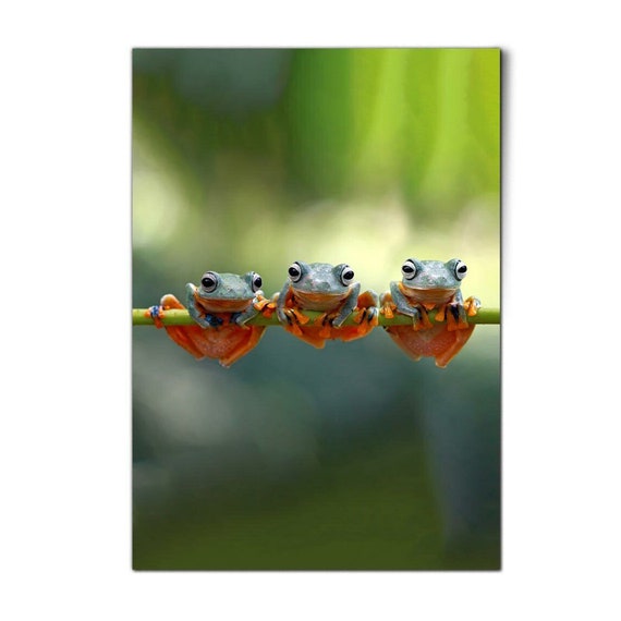 Xxx Blue Dart Video - 1 X Cute Tree Frogs Poster Java Flying Frog Tropical - Etsy