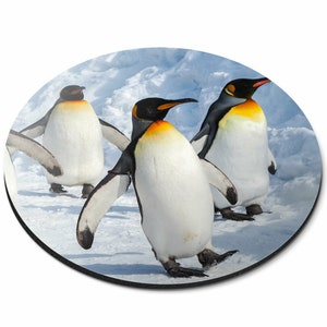 May include: Three emperor penguins waddle on a snowy surface. The penguins have black and white feathers, yellow and orange markings on their chests, and black beaks.