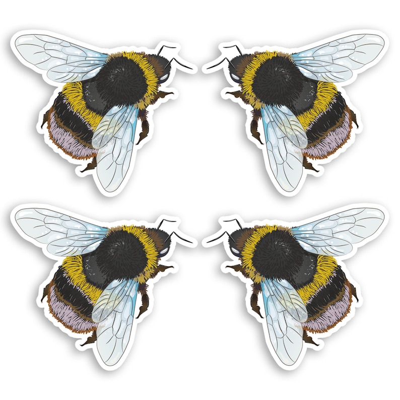 May include: Four black and yellow bumblebees with translucent wings, each bee is facing a different direction.