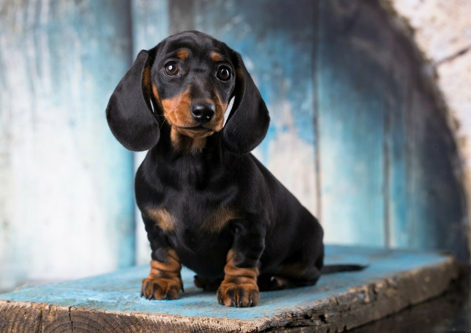 Picture of a sausage dog 2025