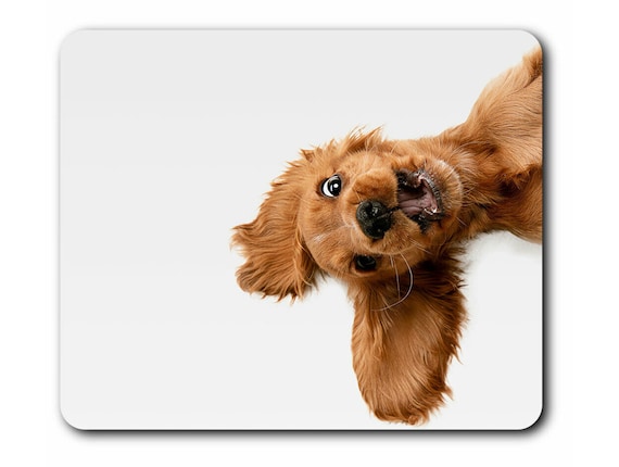 Cocker deals spaniel accessories