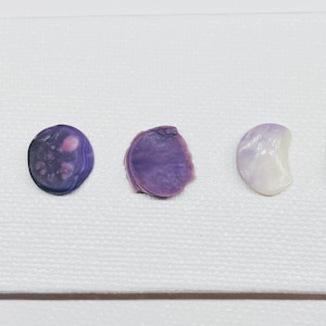 Könnte beinhalten: Fünf verschiedene Muschelschalen in Violett- und Weißtönen. Die Muscheln sind in einer Reihe von links nach rechts angeordnet.