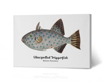 Bluespotted Triggerfish Fish Watercolor Paint Animal Canvas Wall Art Print Living Room Bedroom Man Cave Nautical Coastal Home Decor Fishing