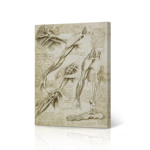 Nature of Human Body by Leonardo Da Vinci Canvas Wall Art Print Renaissance Famous Painting Masterpiece Fine Art Living Room Home Decor