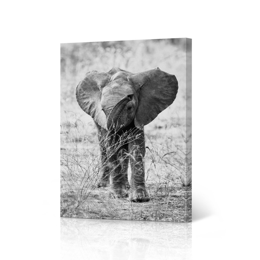 Black and White Baby Elephant African Safari Animal Canvas Wall Art