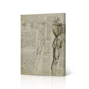 Human Body by Leonardo Da Vinci Canvas Wall Art Print Renaissance Classic Art Famous Painting Masterpiece Fine Art Living Room Home Decor