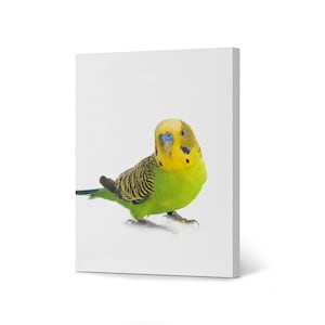 Green Parakeet Budgie Budgerigar Bird Exotic Animal Canvas Wall Art Print Office Living Room Bedroom Bathroom Kids Nursery Room Home Decor