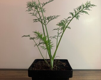 Live Organic Long Island Mammoth Dill Herb - Non-GMO Long Island Mammoth Dill Plant