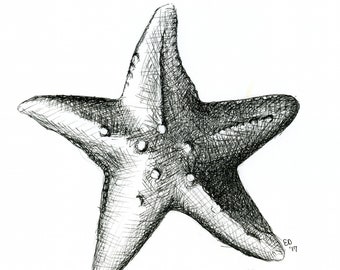Free starfish drawings, Download Free starfish drawings png images, Free  ClipArts on Clipart Library