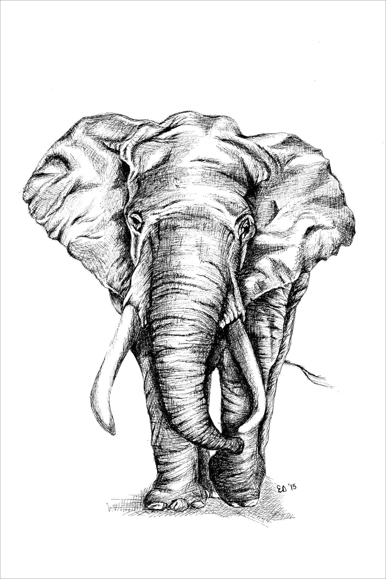 Elephant Pen Drawing Ink Art Etsy