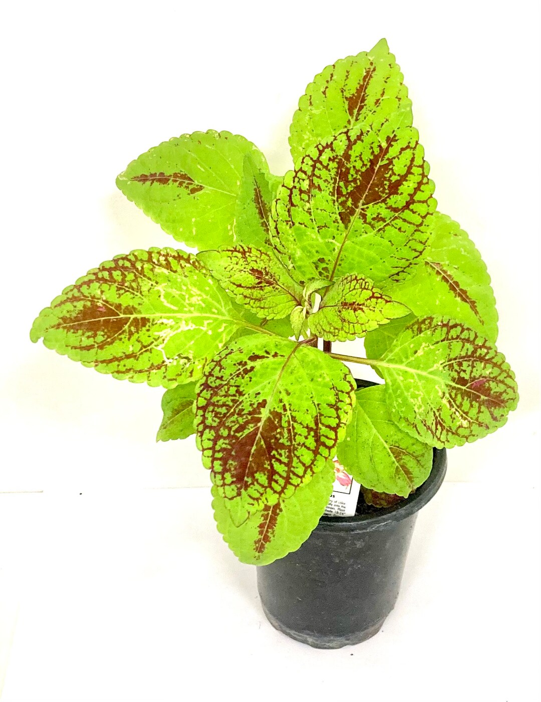 Coleus Tapestry Houseplant Etsy