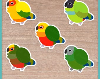 Conure Fluffballs (Aratinga) Stickers