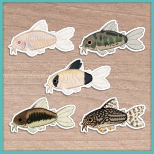 Corydoras Catfish Stickers