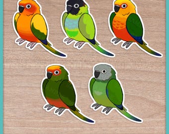 Conure (Aratinga) Stickers