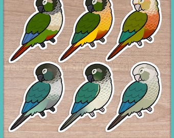 Conure (Pyrhurra) Sleepers Stickers