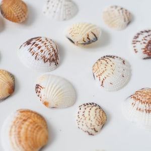 Bulk Cockle Shell Mix Craft, Tropical Seashells, DIY Craft Shells, Craft Shells, Beach Wedding Decor, Coastal Boho Decor, Seashell Supply