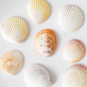 Bulk Yellow-White Scallop Shells Craft,Tropical Seashells, DIY Craft Shells,Beach Wedding Decor, Coastal Boho Decor, Seashell Supply