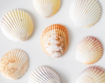 Bulk Yellow-White Scallop Shells Craft,Tropical Seashells, DIY Craft Shells,Beach Wedding Decor, Coastal Boho Decor, Seashell Supply