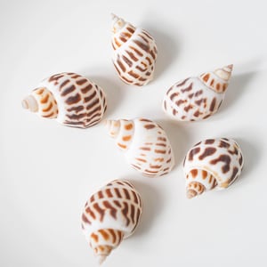Bulk Babylon Shells Craft,Tropical Seashells, DIY Craft Shells, Craft Shells,Beach Wedding Decor, Coastal Boho Decor,Seashell Supply