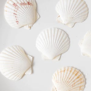 Bulk White Cockle Shells Craft, Tropical Seashells, DIY Craft Shells, Craft Shells, Beach Wedding Decor, Coastal Boho Decor, Seashell Supply
