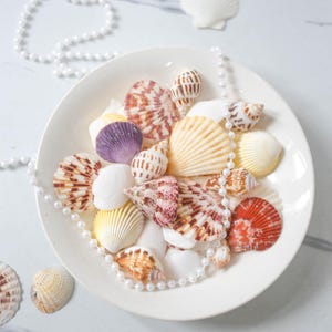 Natural Mixed Shell Vase Filler, White Tropical Seashells, DIY Craft Shells, Beach Wedding Decor, Coastal Boho Decor,Seashell Decor