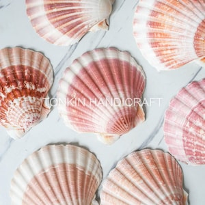 Bulk Large reel Scallop Shells, Tropical Seashells, DIY Craft Shells, Craft Shells,Beach Wedding Decor, Coastal Boho Decor, Seashell Supply