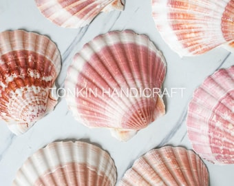 Bulk Large reel Scallop Shells, Tropical Seashells, DIY Craft Shells, Craft Shells,Beach Wedding Decor, Coastal Boho Decor, Seashell Supply