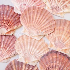Könnte beinhalten: Eine Sammlung von Jakobsmuscheln in verschiedenen Rosa-, Pfirsich- und Brauntönen. Die Muscheln sind auf einer weißen Oberfläche angeordnet und zeigen ihre fächerartige, gerippte Textur. Der Text "TONKIN HANDICRAFT" ist sichtbar.