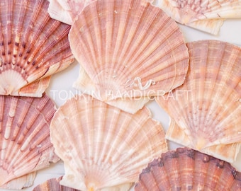 Conchas de vieira naturales al por mayor, conchas tropicales, conchas artesanales, decoración para bodas en la playa, decoración bohemia costera, suministro de conchas marinas.