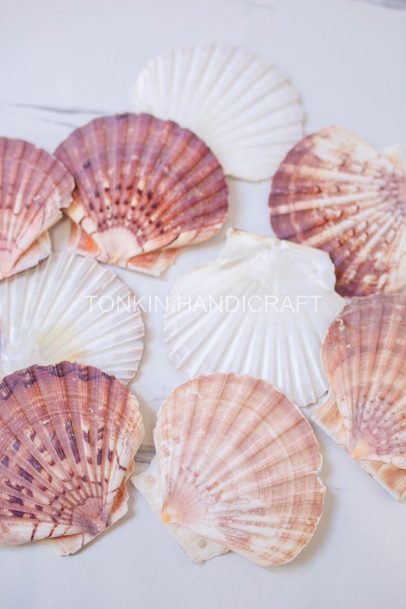 Bulk Natural Scallop Shells Craft,tropical Seashells, DIY Craft Shells ...