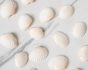 Conchas de arca a granel, conchas para manualidades, conchas tropicales, conchas para artesanía, decoración para bodas en la playa, decoración bohemia costera, suministro de conchas marinas, concha de arca natural