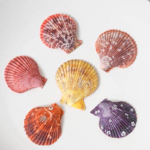 Bulk Natural Pectin Shells Craft,Tropical Seashells, DIY Craft Shells, Craft Shells,Beach Wedding Decor, Coastal Boho Decor,Seashell Supply