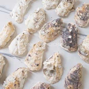 Bulk Oyster Shell, Tropical  Oyster Shell, DIY Craft Shells, Craft Shells, Beach Wedding Decor, Coastal Boho Decor, Oyster Seashell Supply