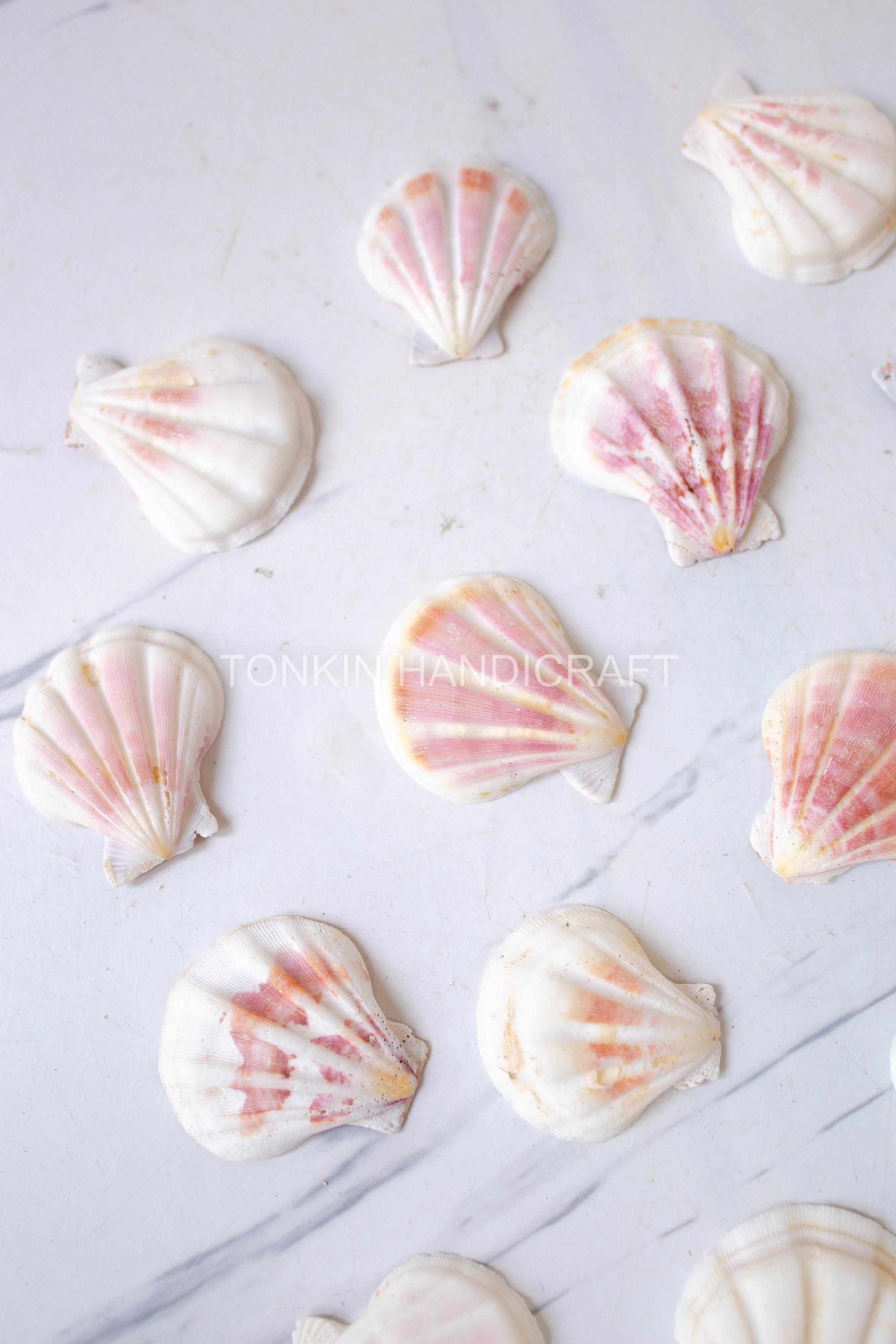 Bulk Natural Scallop Shells Craft,tropical Seashells, DIY Craft Shells ...