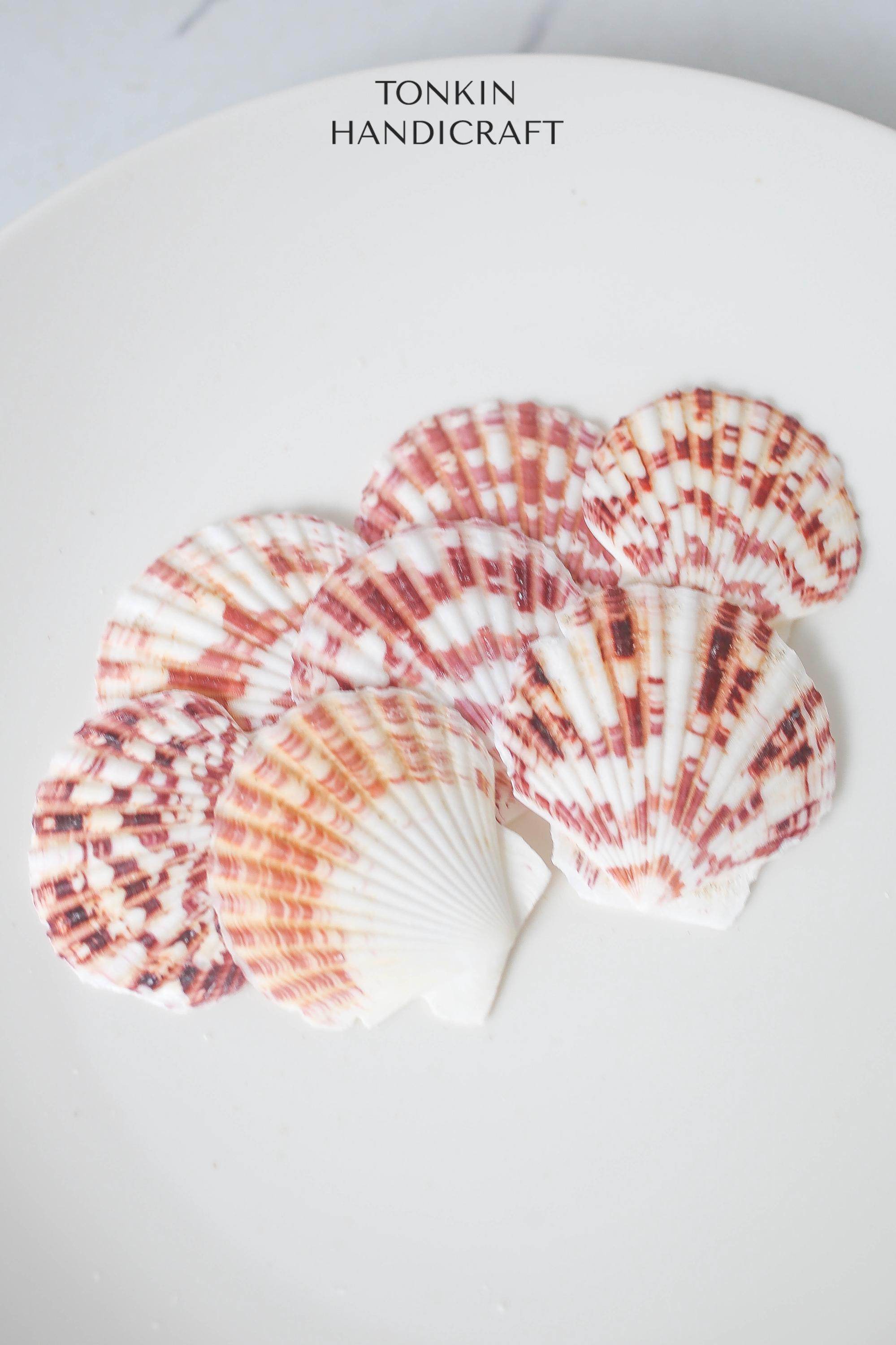 Bulk Natural Scallop Shells Craft,tropical Seashells, DIY Craft Shells ...