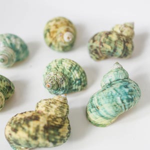 Bulk Green Turbo Shells  Craft, Tropical Seashells, DIY Craft Shells, Craft Shells, Beach Wedding Decor, Coastal Boho Decor, Seashell Supply