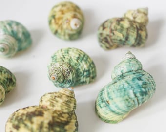 Conchas Turbo Verdes al por mayor, Conchas Tropicales, Conchas para Manualidades, Conchas para Manualidades, Decoración para Bodas en la Playa, Decoración Boho Costera, Suministros de Conchas