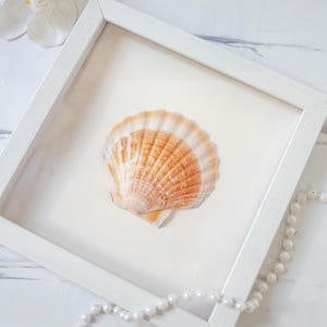 Può includere: Un'opera d'arte incorniciata con una conchiglia. La cornice bianca circonda uno sfondo color crema, mostrando una conchiglia arancione e bianca. Una collana di perle e un fiore bianco adornano l'opera. Il testo "TONKIN HANDICRAFT" è visibile.