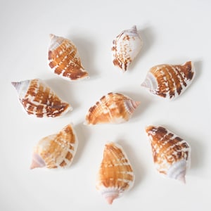 Bulk Spider Conch, Murex-like Shells Craft, Tropical Seashells, DIY Craft Shells, Beach Wedding Decor, Coastal Boho Decor, Seashell Supply