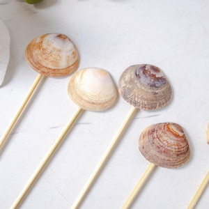 Puede incluir: Varias piruletas de conchas marinas en tonos marrones y beige naturales están dispuestas sobre una superficie blanca. Cada concha está unida a un palito de madera. El texto "TONKIN HANDICRAFT" es visible.
