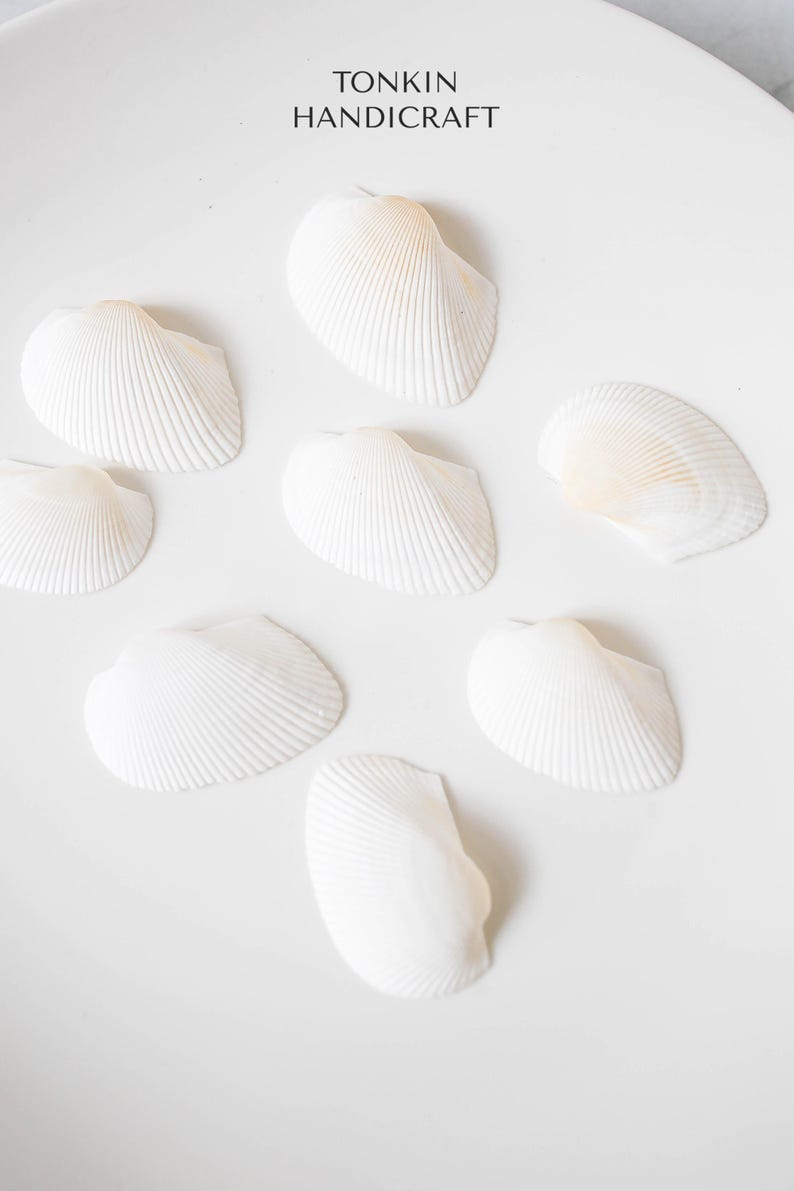 Bulk White Cockle Shells Craft, Tropical Seashells, DIY Craft Shells ...