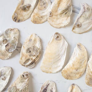 May include: A selection of natural oyster shells, displaying beige and cream hues with textured surfaces. Some shells have small barnacles attached. The shells are arranged on a white surface, with the text "TONKIN HANDICRAFT" visible.