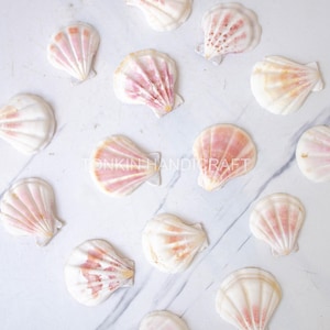 May include: A collection of white seashells with pink and peach-colored accents. The shells are arranged on a white and gray marble surface. The text "TONKIN HANDICRAFT" is visible in the image.